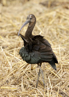 Glossy Ibis Plegadis falcinellus