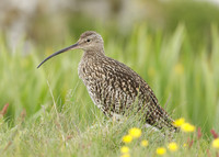Curlew Numenius arquata