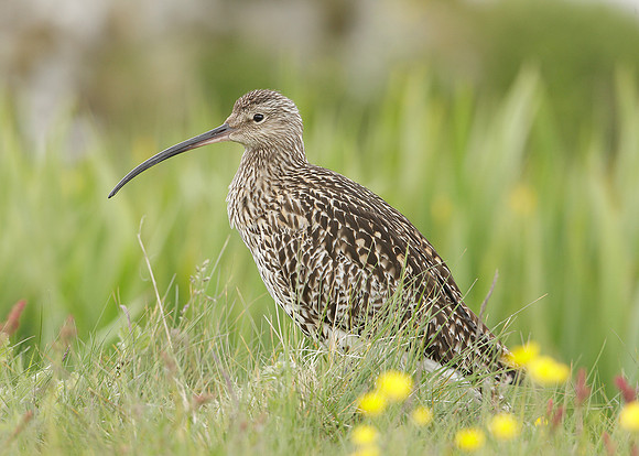 Curlew Numenius arquata