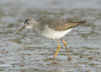 Lesser Yellowlegs Tringa flavipes