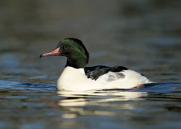 Goosander Mergus merganser