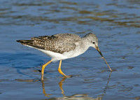 Lesser Yellowlegs Tringa flavipes