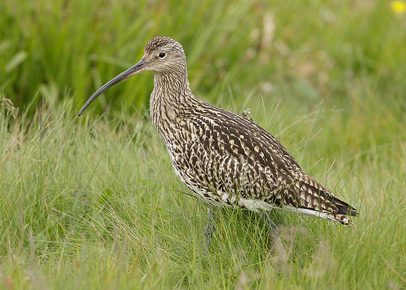 Curlew Numenius arquata