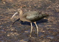 Glossy Ibis Plegadis falcinellus
