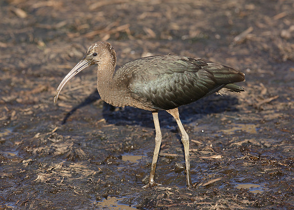 Glossy Ibis Plegadis falcinellus