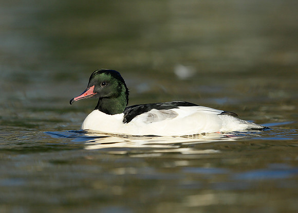 Goosander Mergus merganser