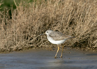 Lesser Yellowlegs Tringa flavipes