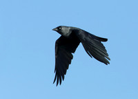 Jackdaw Corvus monedula
