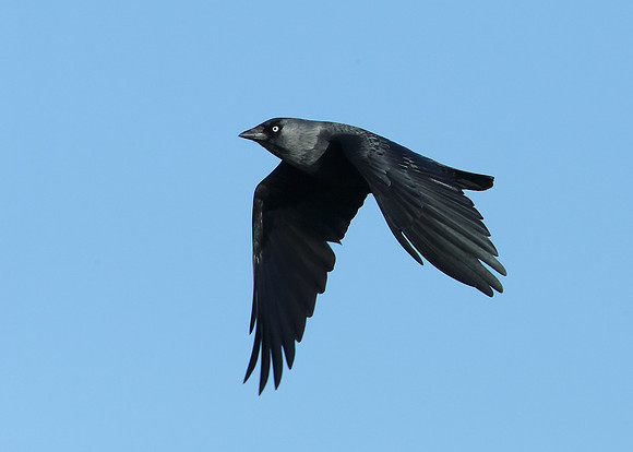Jackdaw Corvus monedula