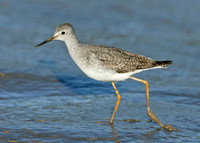 Lesser Yellowlegs Tringa flavipes