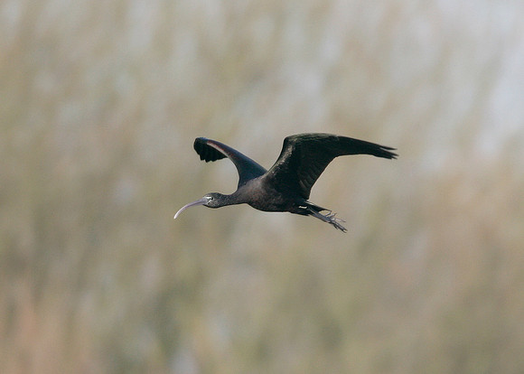 Glossy Ibis Plegadis falcinellus