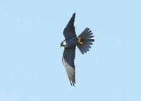 Hobby Falco subbuteo