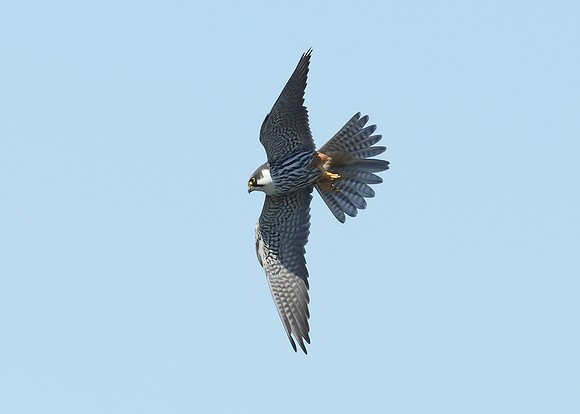 Hobby Falco subbuteo