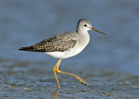 Lesser Yellowlegs Tringa flavipes
