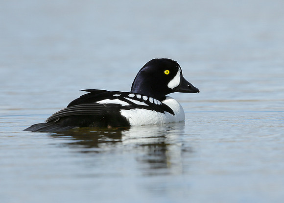 Barrow's Goldeneye Bucephala islandica