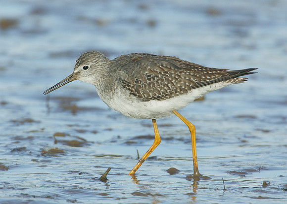 Lesser Yellowlegs Tringa flavipes