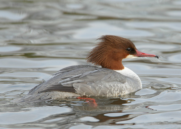 Goosander Mergus merganser
