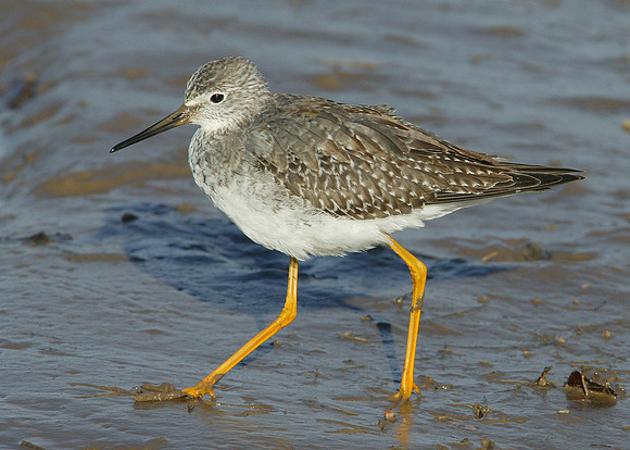 Lesser Yellowlegs Tringa flavipes