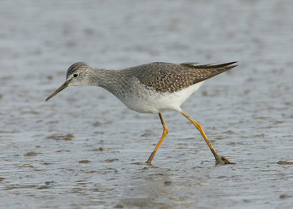 Lesser Yellowlegs Tringa flavipes