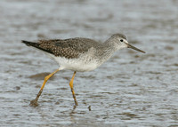 Lesser Yellowlegs Tringa flavipes