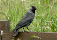 Jackdaw Corvus monedula
