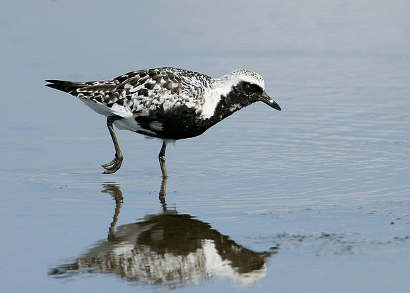 Grey Plover Pluvialus squatarola
