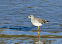 Lesser Yellowlegs Tringa flavipes