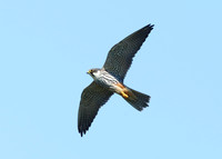 Hobby Falco subbuteo