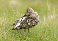 Curlew Numenius arquata