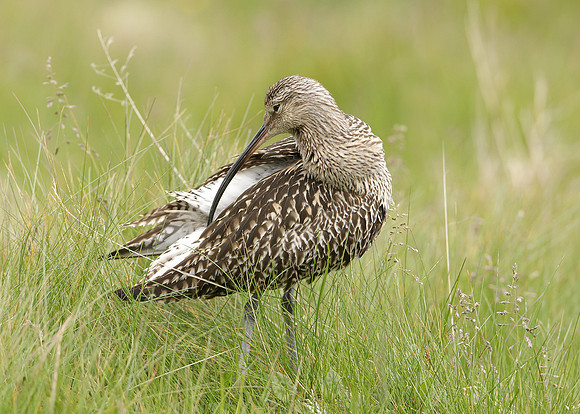 Curlew Numenius arquata