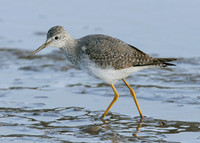 Lesser Yellowlegs Tringa flavipes