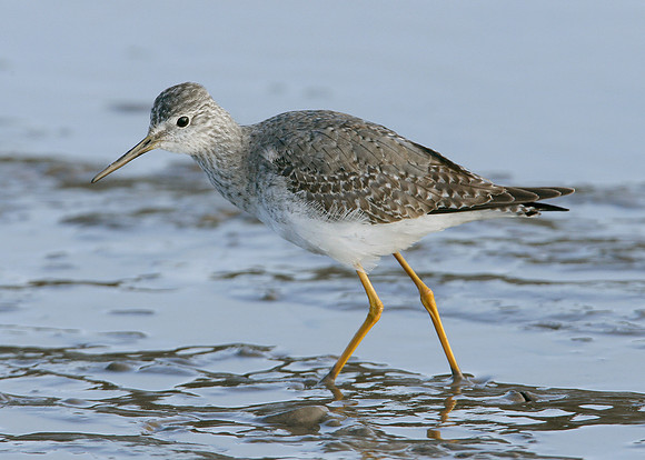 Lesser Yellowlegs Tringa flavipes