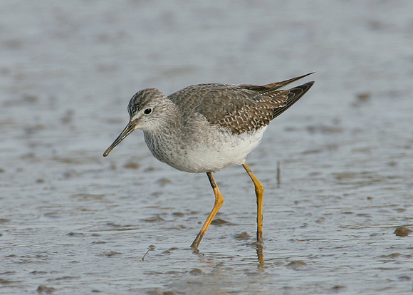 Lesser Yellowlegs Tringa flavipes
