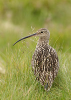 Curlew Numenius arquata