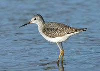 Lesser Yellowlegs Tringa flavipes