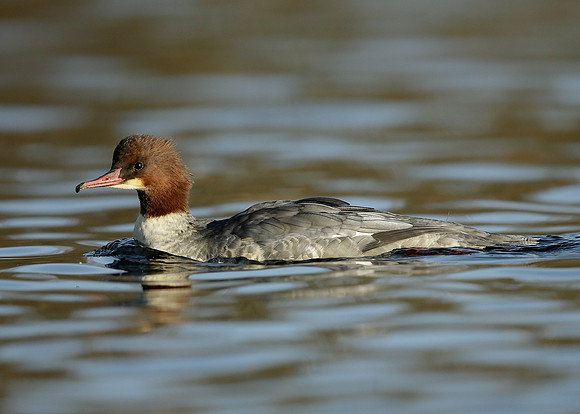 Goosander Mergus merganser