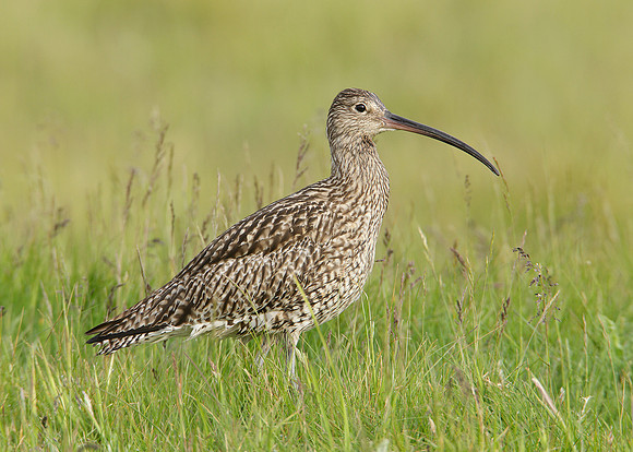 Curlew Numenius arquata