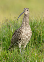 Curlew Numenius arquata