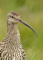Curlew Numenius arquata