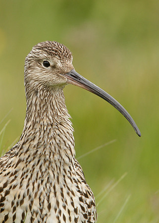 Curlew Numenius arquata