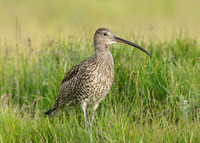 Curlew Numenius arquata