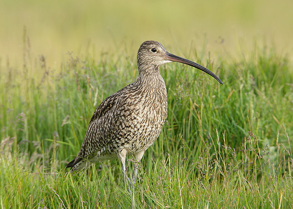 Curlew Numenius arquata