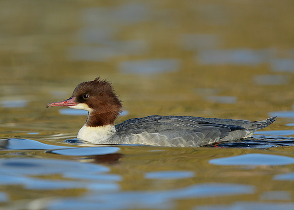 Goosander Mergus merganser