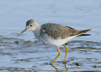 Lesser Yellowlegs Tringa flavipes