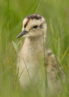 Curlew Numenius arquata