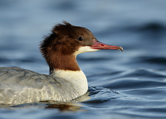 Goosander Mergus merganser