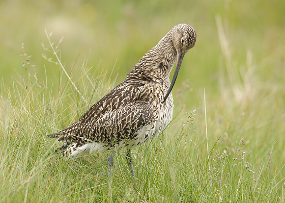 Curlew Numenius arquata