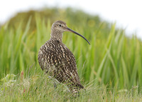 Curlew Numenius arquata