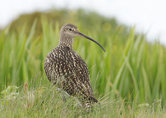 Curlew Numenius arquata