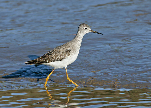 Lesser Yellowlegs Tringa flavipes